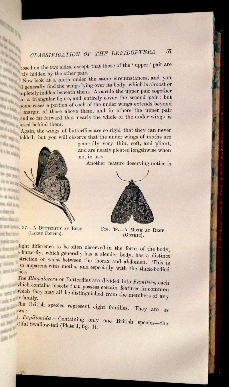 1894 Rare First Edition - Butterflies and Moths (British) by William Samuel Furneaux. Color illustrated.