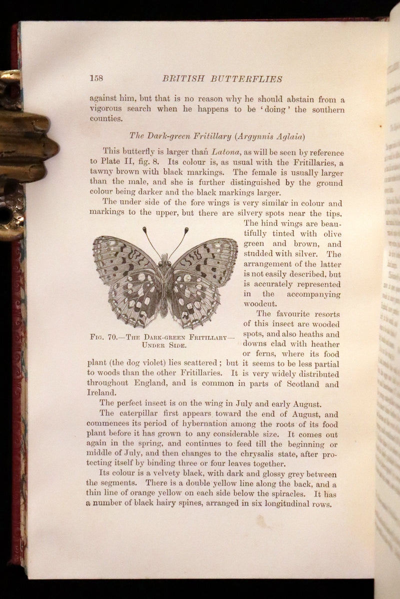 1894 Rare First Edition - Butterflies and Moths (British) by William Samuel Furneaux. Color illustrated.