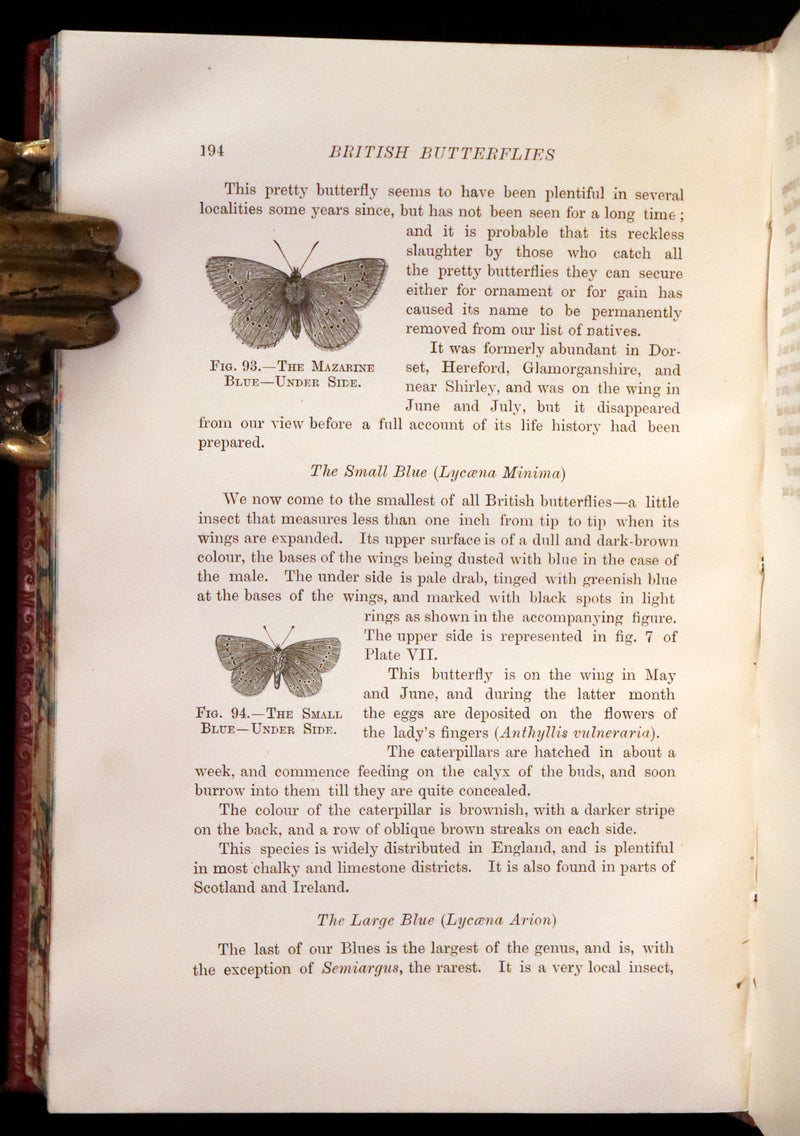 1894 Rare First Edition - Butterflies and Moths (British) by William Samuel Furneaux. Color illustrated.