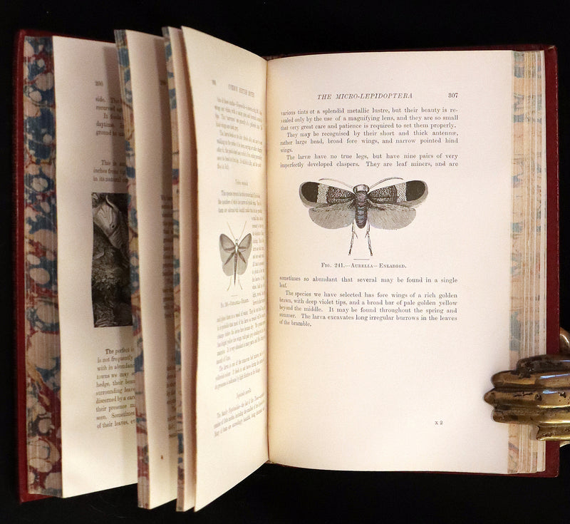 1894 Rare First Edition - Butterflies and Moths (British) by William Samuel Furneaux. Color illustrated.