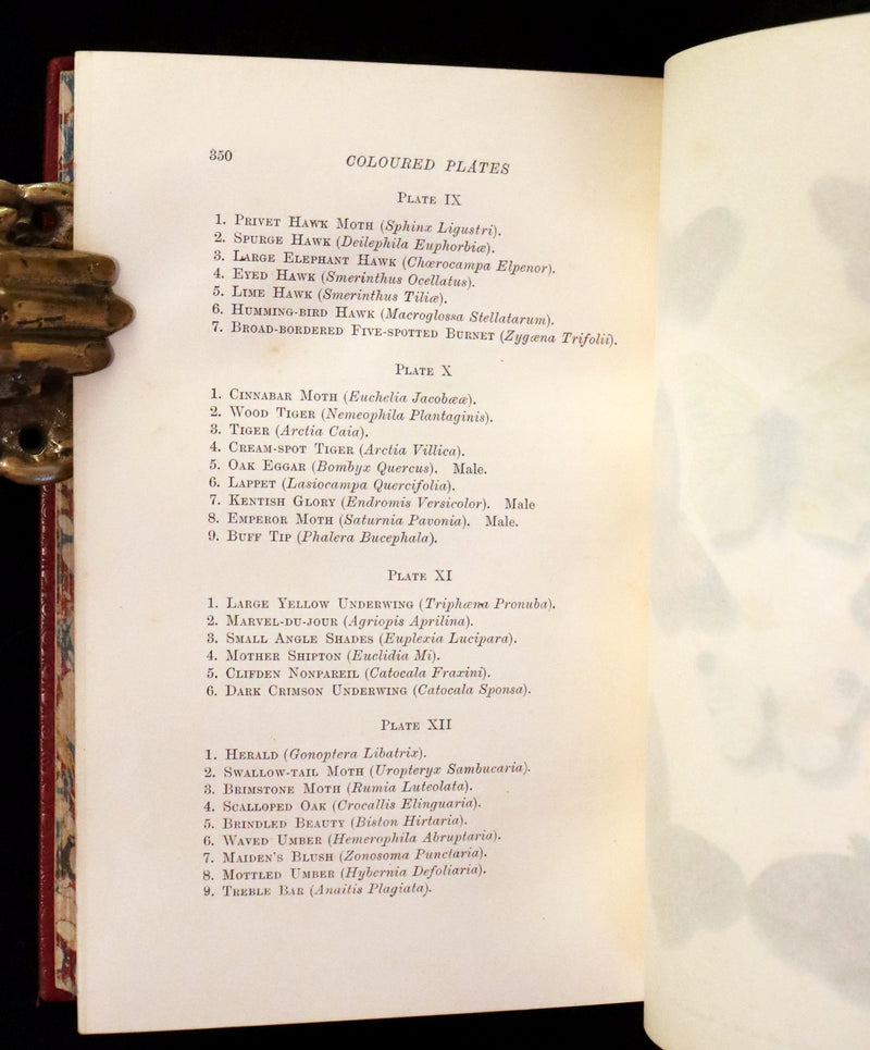 1894 Rare First Edition - Butterflies and Moths (British) by William Samuel Furneaux. Color illustrated.