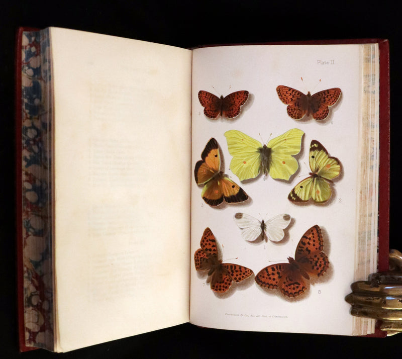 1894 Rare First Edition - Butterflies and Moths (British) by William Samuel Furneaux. Color illustrated.