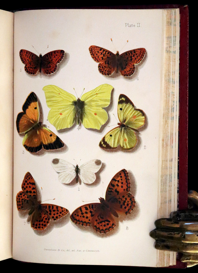 1894 Rare First Edition - Butterflies and Moths (British) by William Samuel Furneaux. Color illustrated.