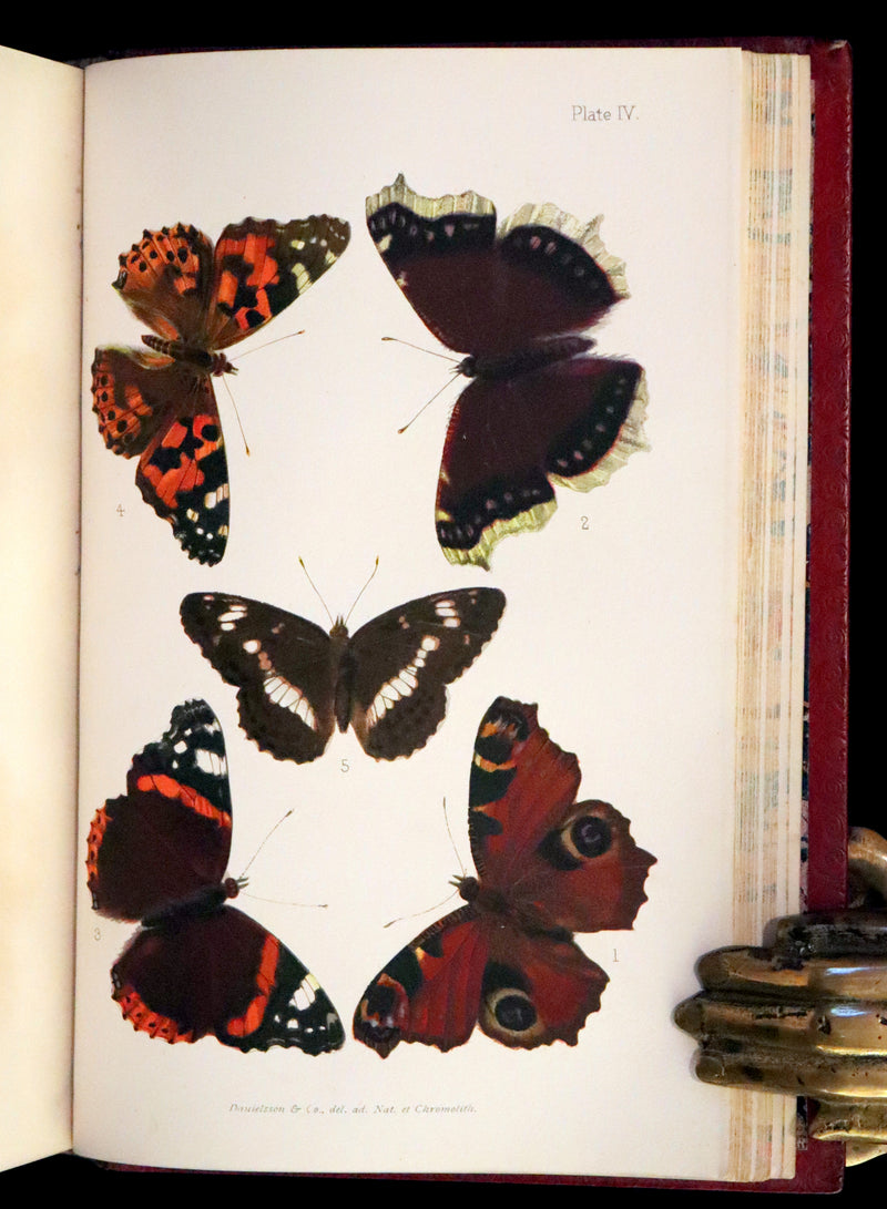 1894 Rare First Edition - Butterflies and Moths (British) by William Samuel Furneaux. Color illustrated.