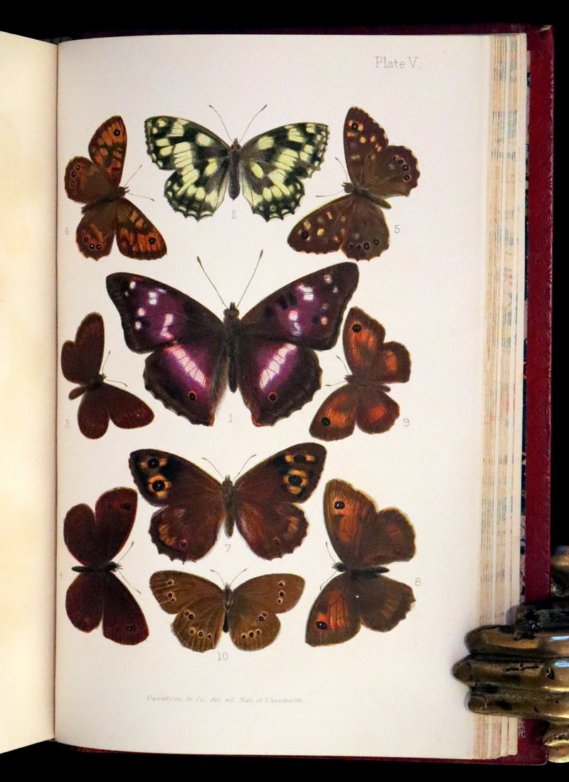 1894 Rare First Edition - Butterflies and Moths (British) by William Samuel Furneaux. Color illustrated.