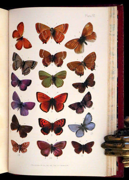 1894 Rare First Edition - Butterflies and Moths (British) by William Samuel Furneaux. Color illustrated.