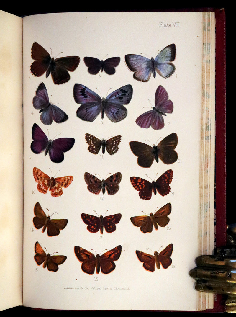 1894 Rare First Edition - Butterflies and Moths (British) by William Samuel Furneaux. Color illustrated.