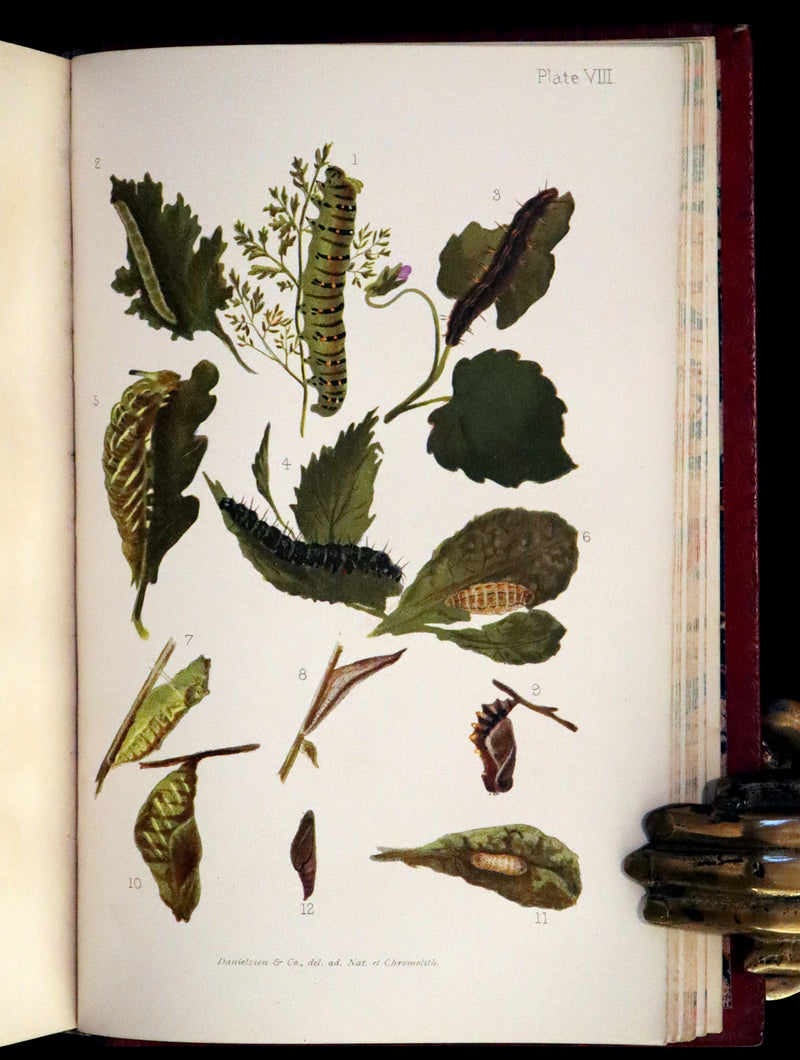 1894 Rare First Edition - Butterflies and Moths (British) by William Samuel Furneaux. Color illustrated.
