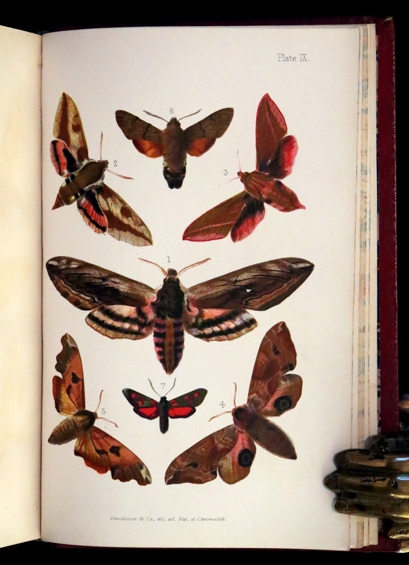 1894 Rare First Edition - Butterflies and Moths (British) by William Samuel Furneaux. Color illustrated.
