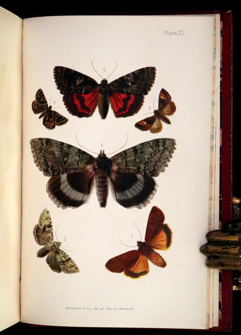 1894 Rare First Edition - Butterflies and Moths (British) by William Samuel Furneaux. Color illustrated.