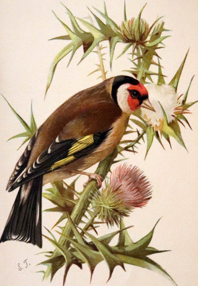 1883 Rare Ornithology First Edition ~ Familiar Wild Birds by Walter Swaysland.