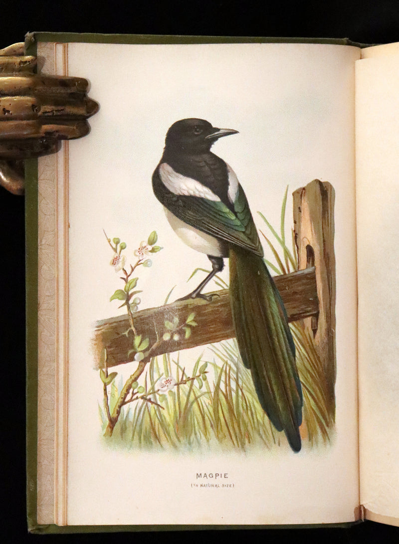 1883 Rare Ornithology First Edition ~ Familiar Wild Birds by Walter Swaysland.