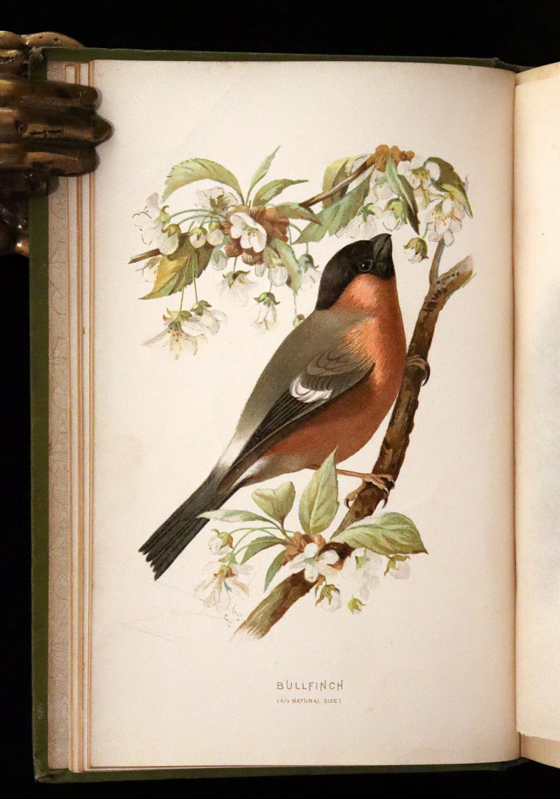 1883 Rare Ornithology First Edition ~ Familiar Wild Birds by Walter Swaysland.