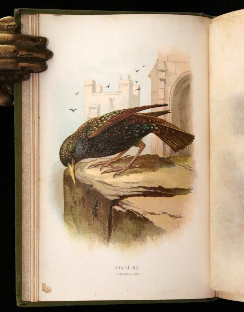 1883 Rare Ornithology First Edition ~ Familiar Wild Birds by Walter Swaysland.