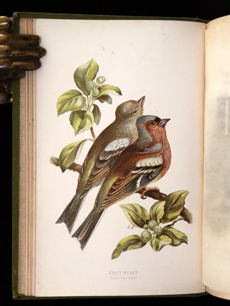 1883 Rare Ornithology First Edition ~ Familiar Wild Birds by Walter Swaysland.