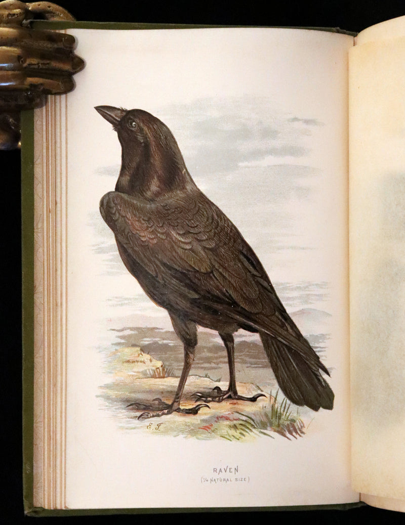 1883 Rare Ornithology First Edition ~ Familiar Wild Birds by Walter Swaysland.