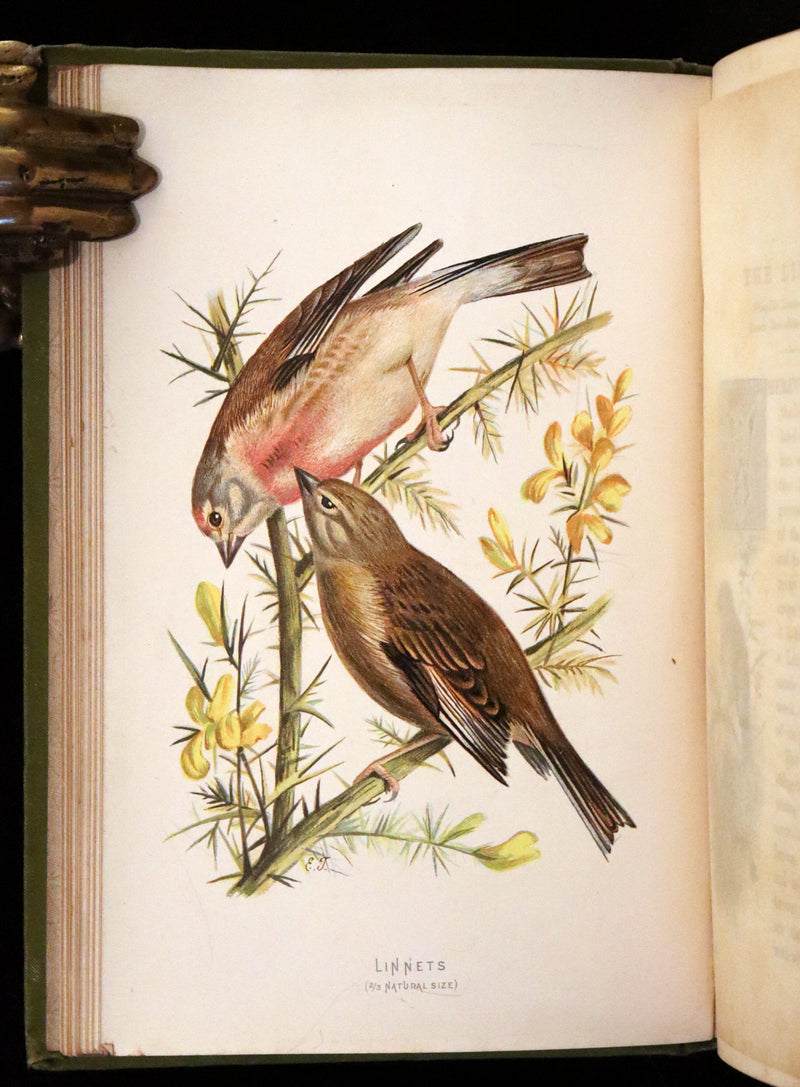 1883 Rare Ornithology First Edition ~ Familiar Wild Birds by Walter Swaysland.