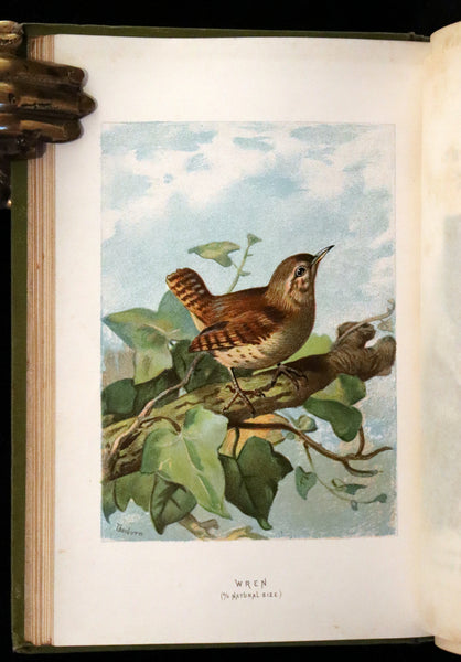 1883 Rare Ornithology First Edition ~ Familiar Wild Birds by Walter Swaysland.