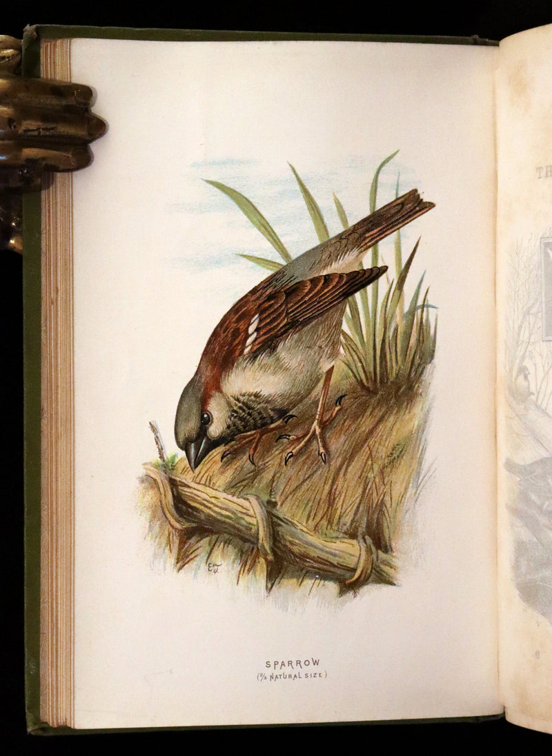 1883 Rare Ornithology First Edition ~ Familiar Wild Birds by Walter Swaysland.