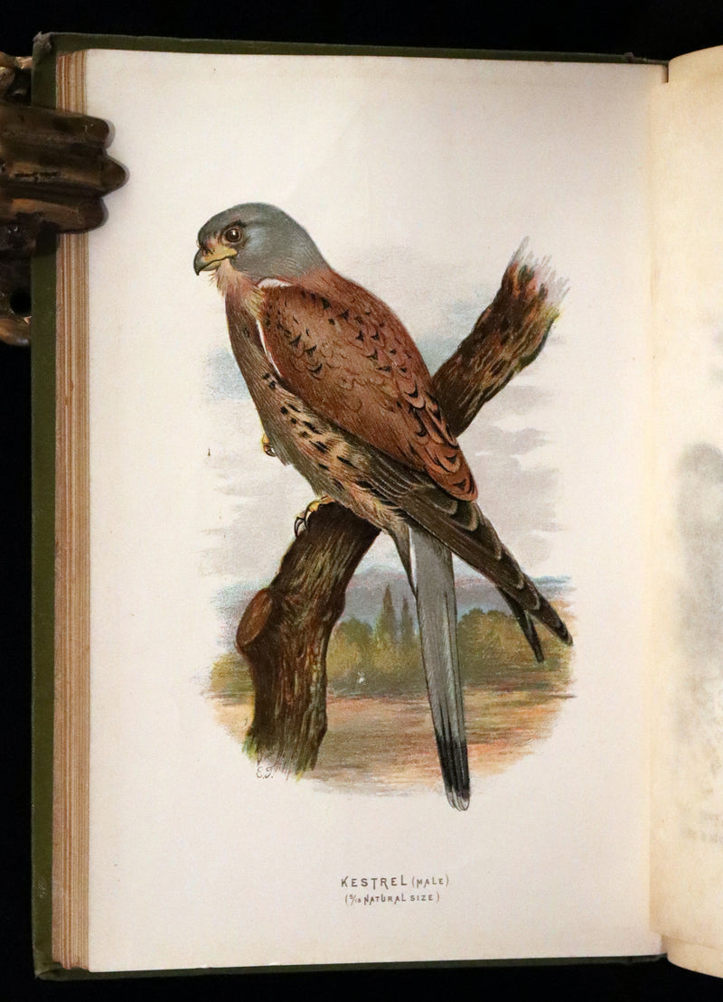 1883 Rare Ornithology First Edition ~ Familiar Wild Birds by Walter Swaysland.