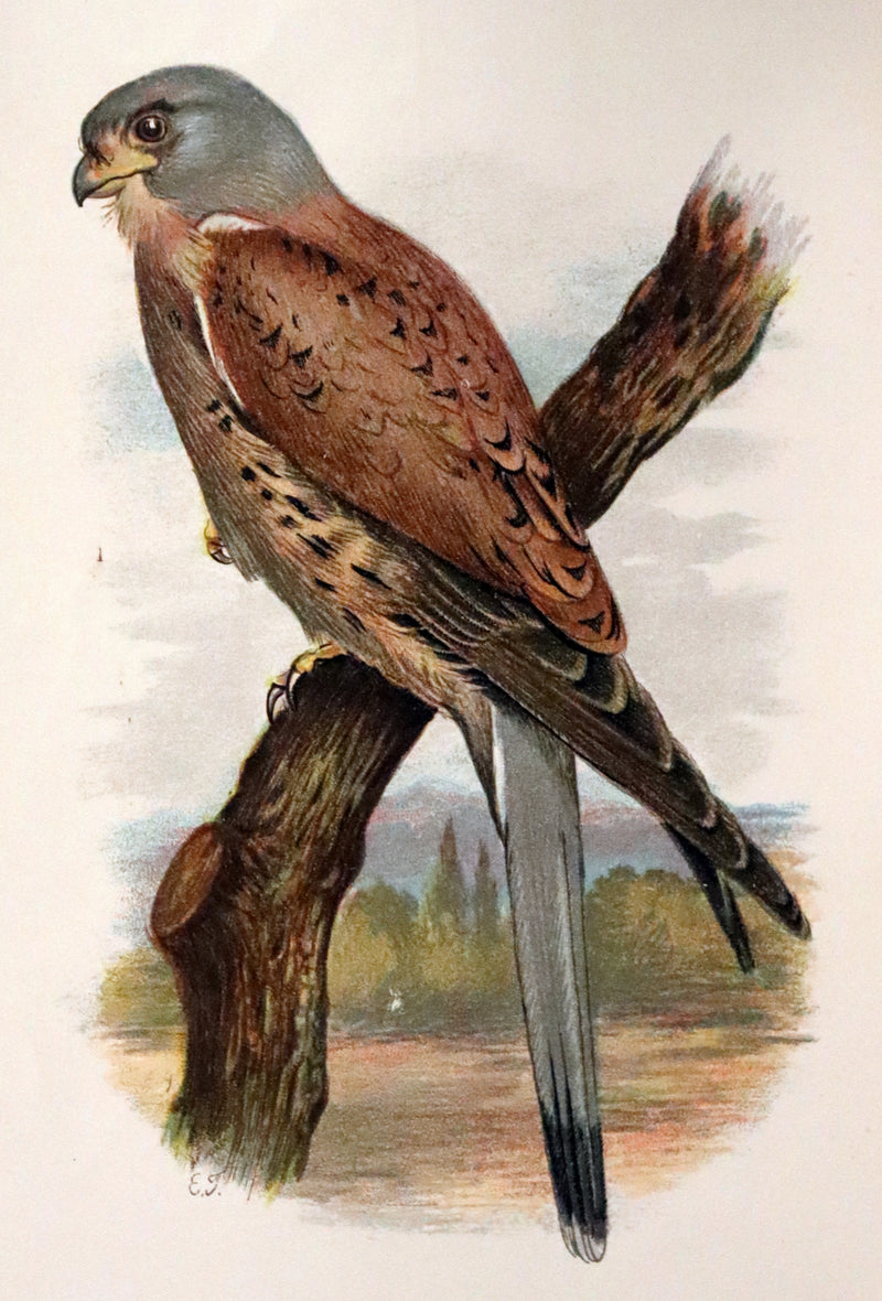 1883 Rare Ornithology First Edition ~ Familiar Wild Birds by Walter Swaysland.