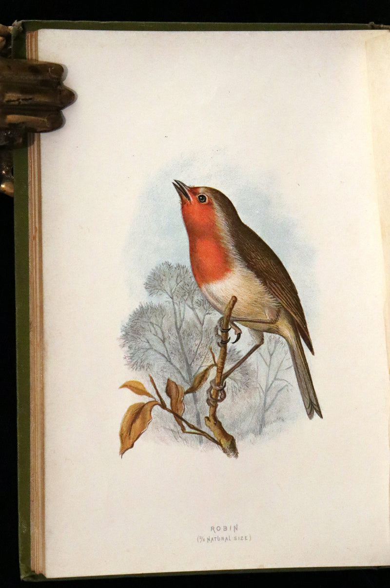 1883 Rare Ornithology First Edition ~ Familiar Wild Birds by Walter Swaysland.