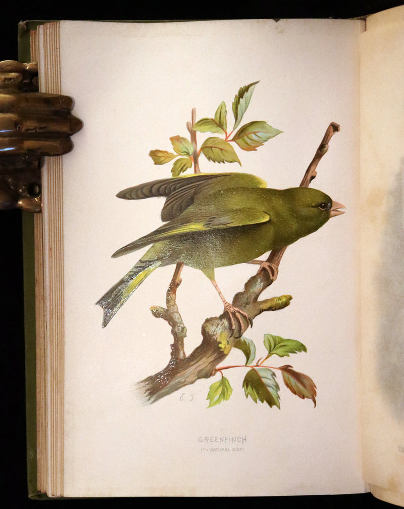 1883 Rare Ornithology First Edition ~ Familiar Wild Birds by Walter Swaysland.