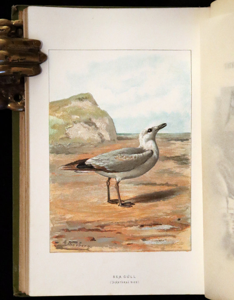 1883 Rare Ornithology First Edition ~ Familiar Wild Birds by Walter Swaysland.