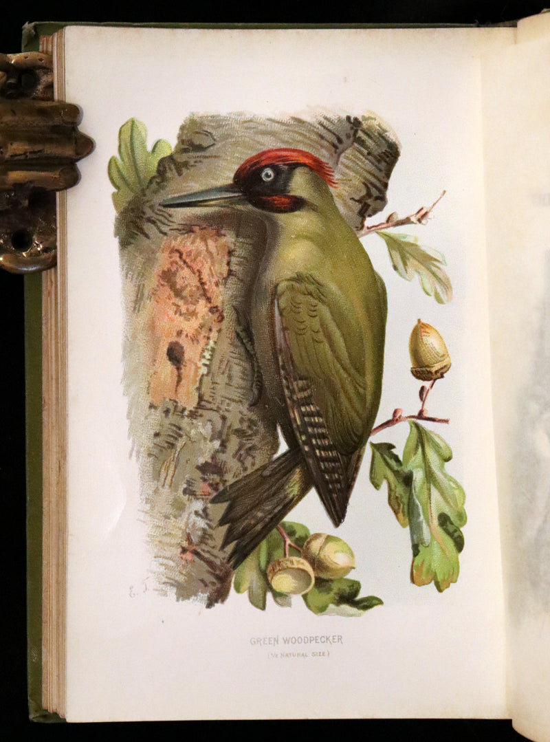 1883 Rare Ornithology First Edition ~ Familiar Wild Birds by Walter Swaysland.