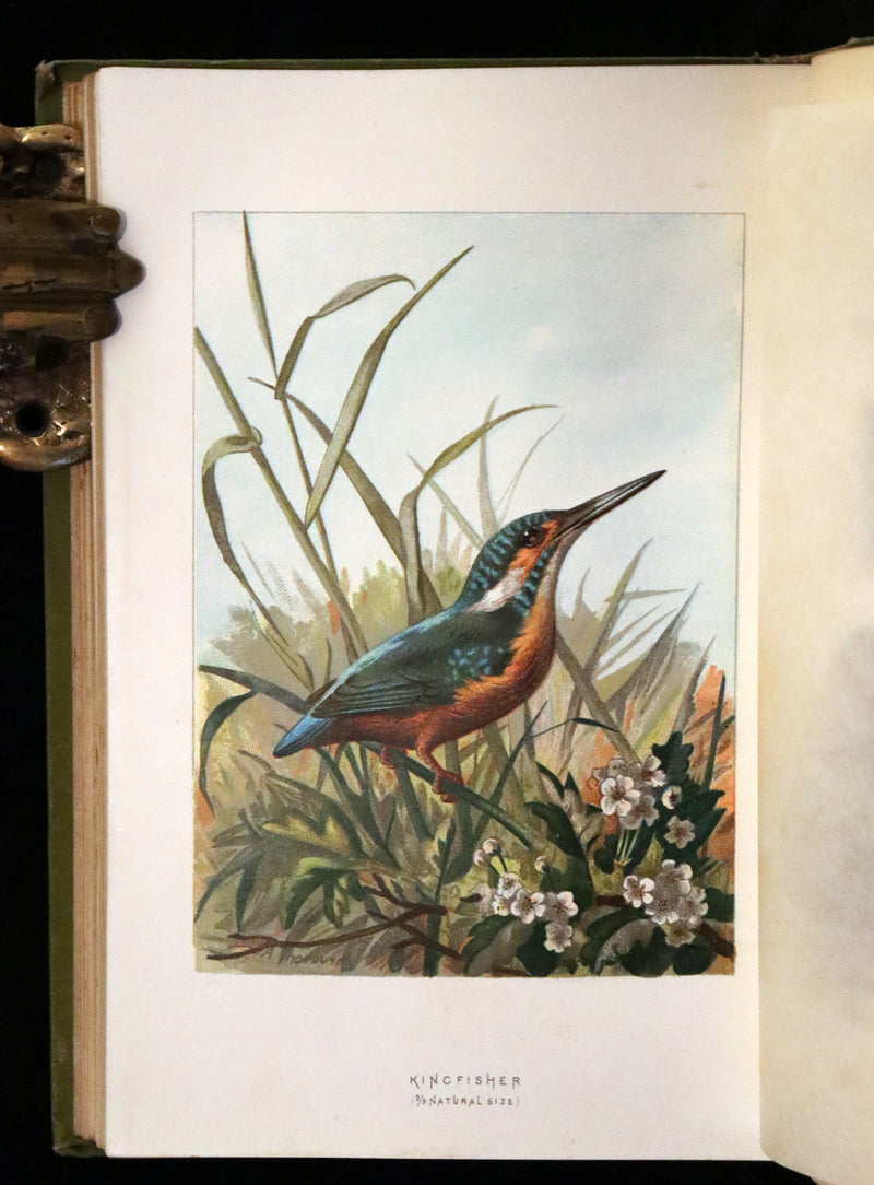 1883 Rare Ornithology First Edition ~ Familiar Wild Birds by Walter Swaysland.