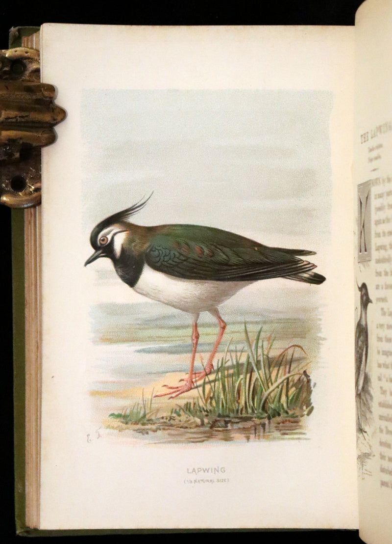 1883 Rare Ornithology First Edition ~ Familiar Wild Birds by Walter Swaysland.