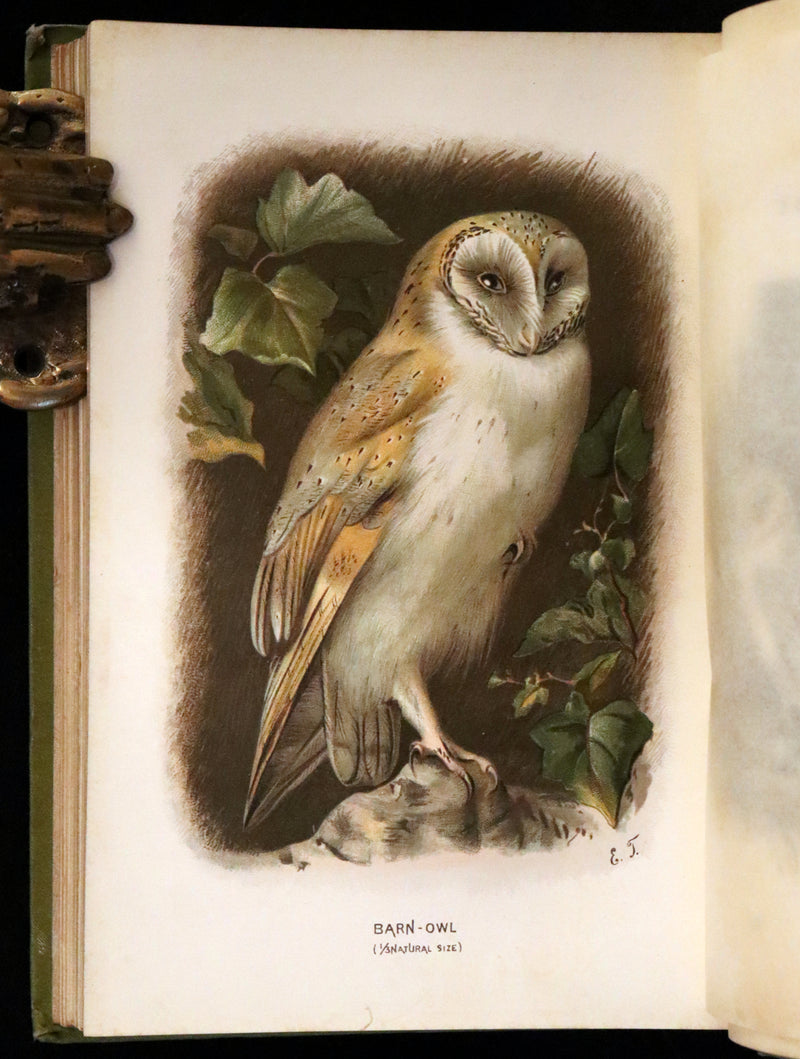 1883 Rare Ornithology First Edition ~ Familiar Wild Birds by Walter Swaysland.