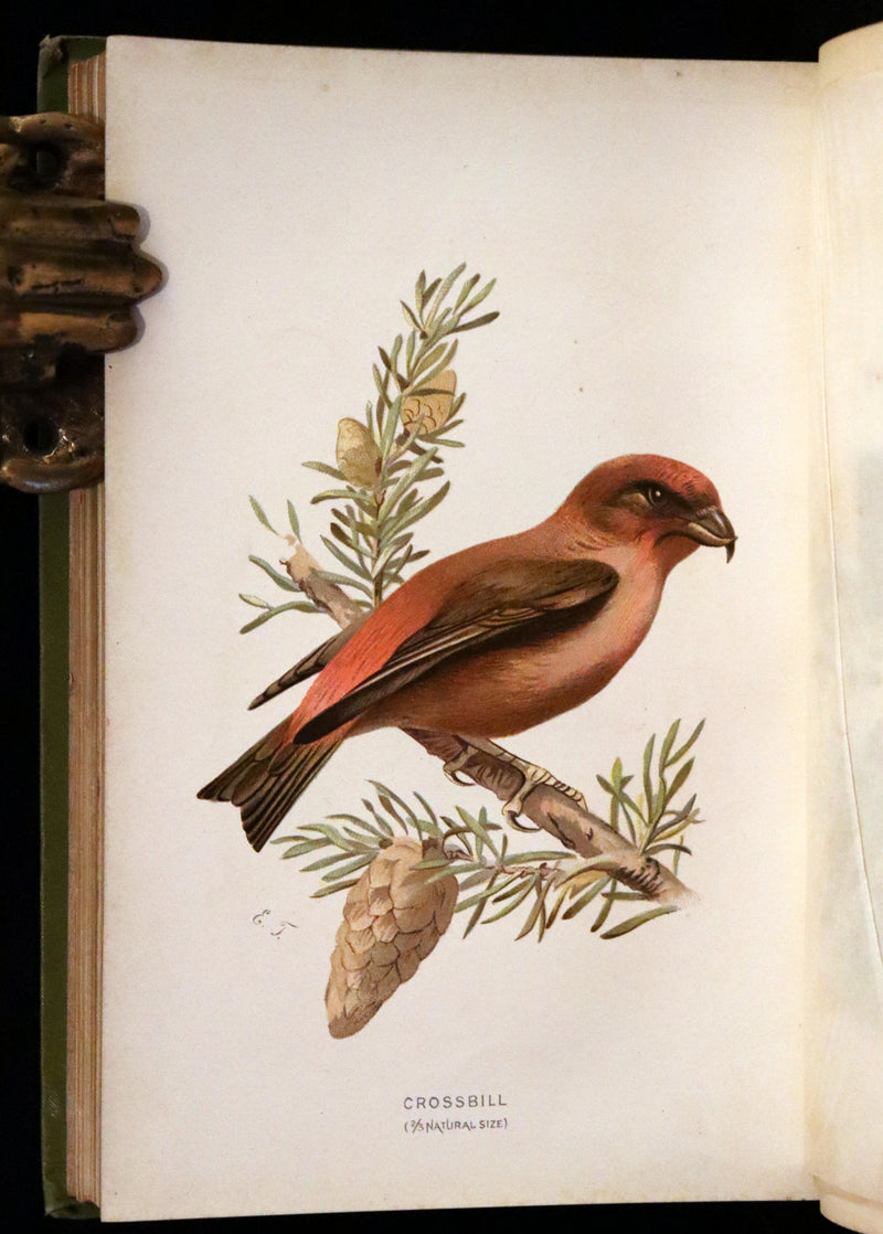 1883 Rare Ornithology First Edition ~ Familiar Wild Birds by Walter Swaysland.