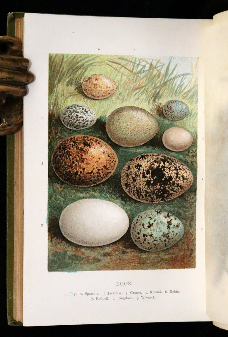 1883 Rare Ornithology First Edition ~ Familiar Wild Birds by Walter Swaysland.