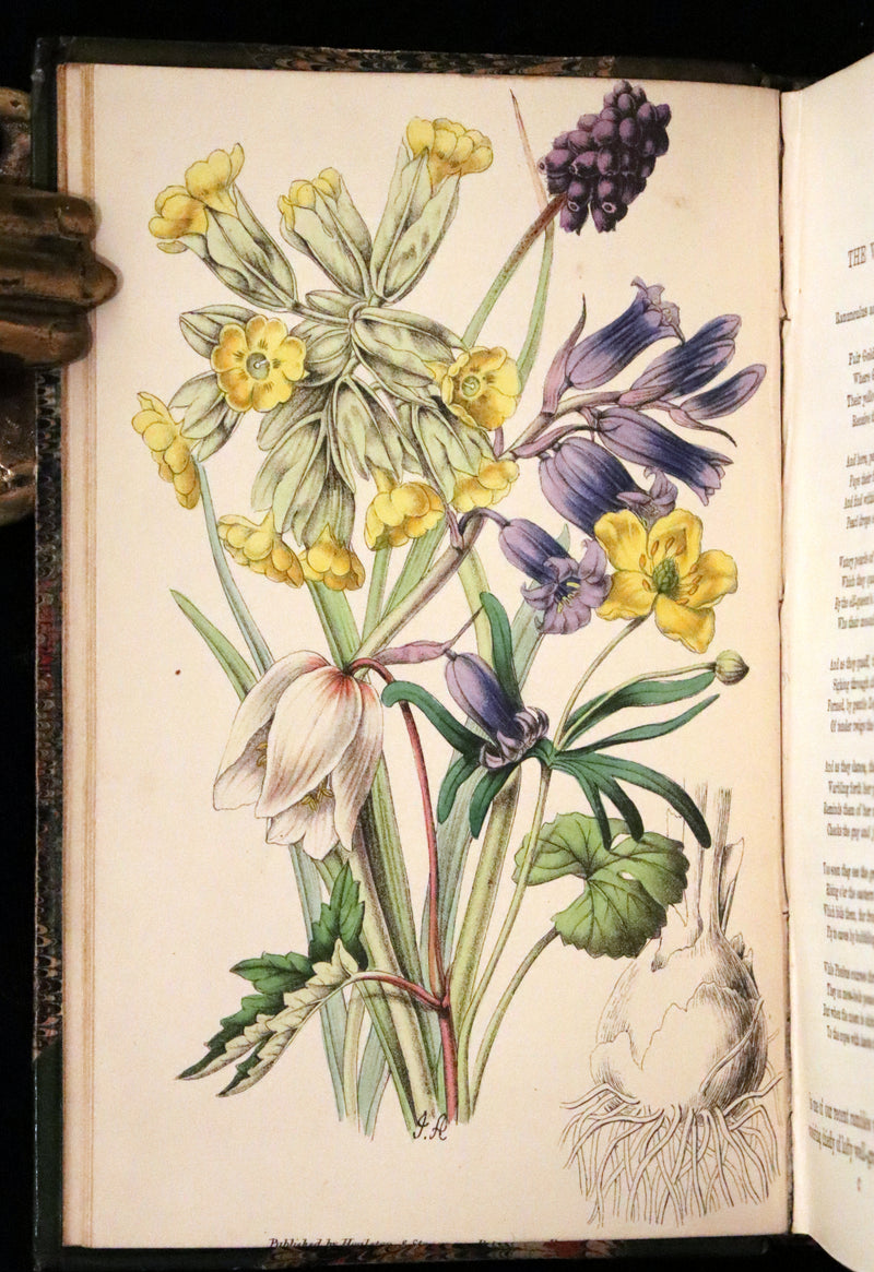 1848 Rare First Edition Set -  Favourite Field Flowers; or, Wild Flowers of England by Robert Tyas.