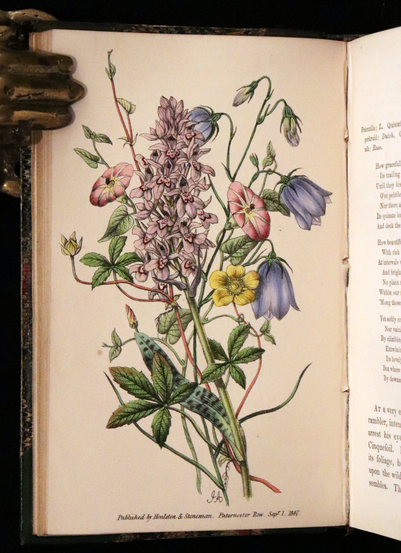 1848 Rare First Edition Set -  Favourite Field Flowers; or, Wild Flowers of England by Robert Tyas.