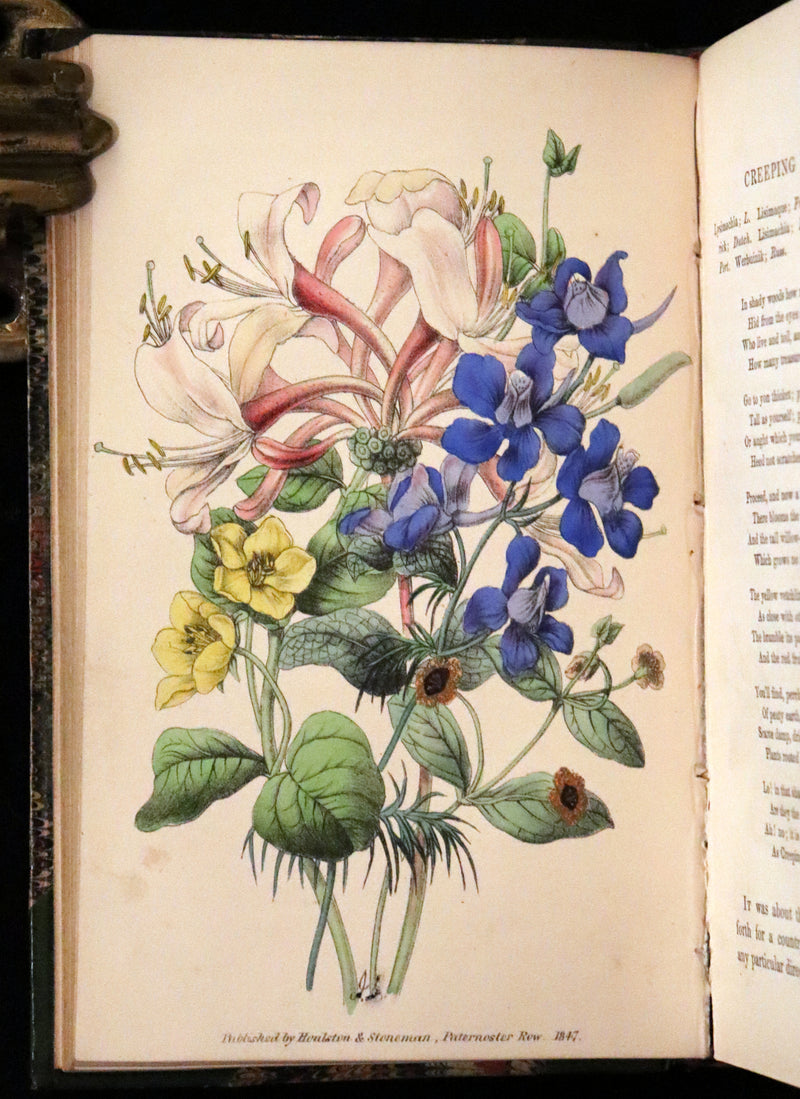1848 Rare First Edition Set -  Favourite Field Flowers; or, Wild Flowers of England by Robert Tyas.