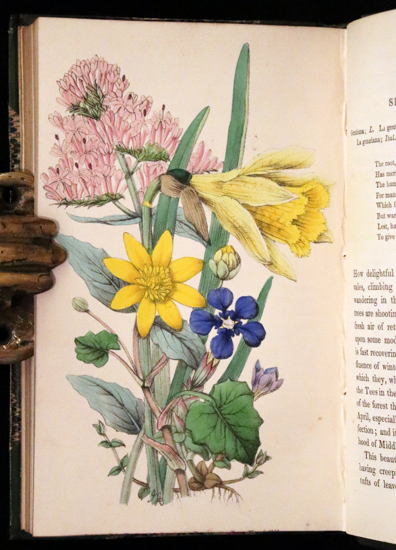 1848 Rare First Edition Set -  Favourite Field Flowers; or, Wild Flowers of England by Robert Tyas.