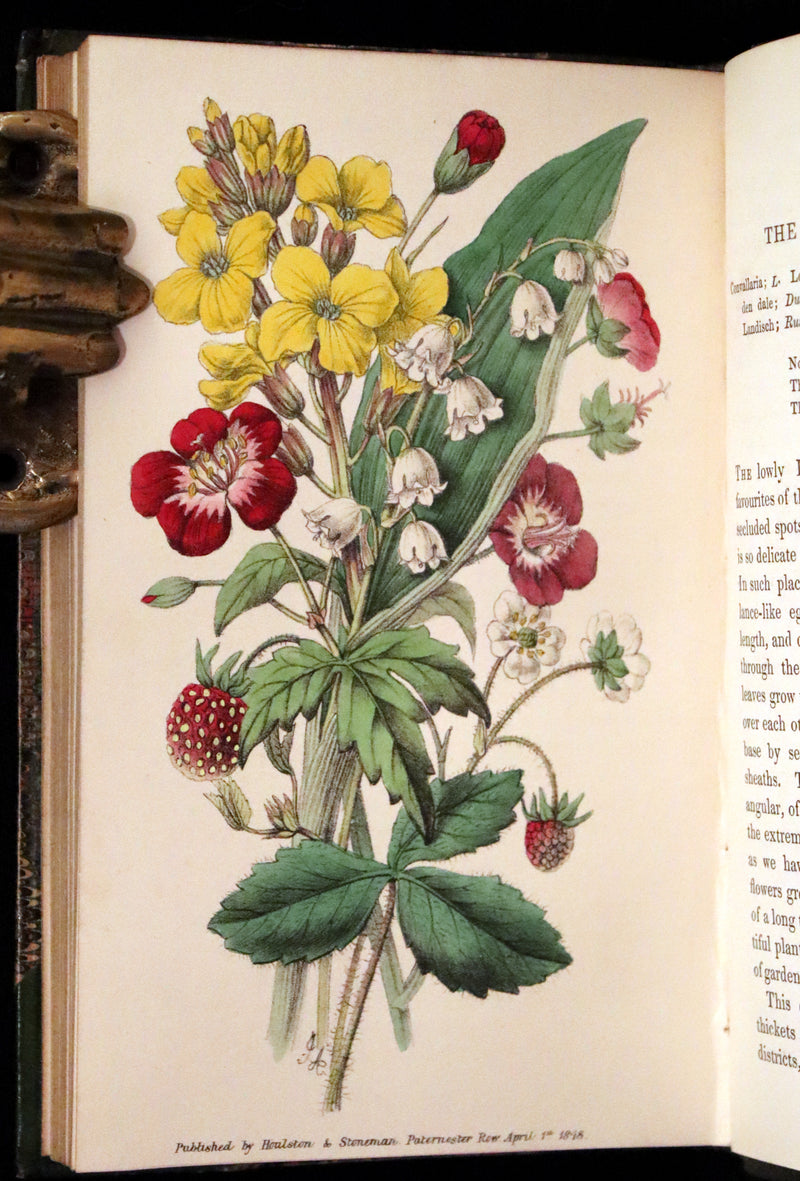 1848 Rare First Edition Set -  Favourite Field Flowers; or, Wild Flowers of England by Robert Tyas.