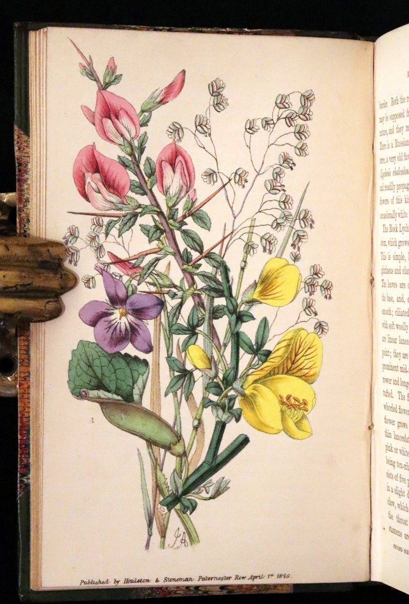 1848 Rare First Edition Set -  Favourite Field Flowers; or, Wild Flowers of England by Robert Tyas.