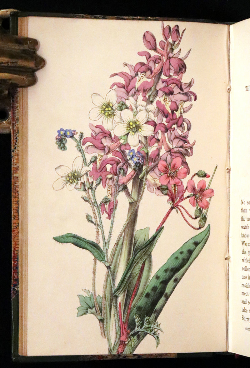 1848 Rare First Edition Set -  Favourite Field Flowers; or, Wild Flowers of England by Robert Tyas.