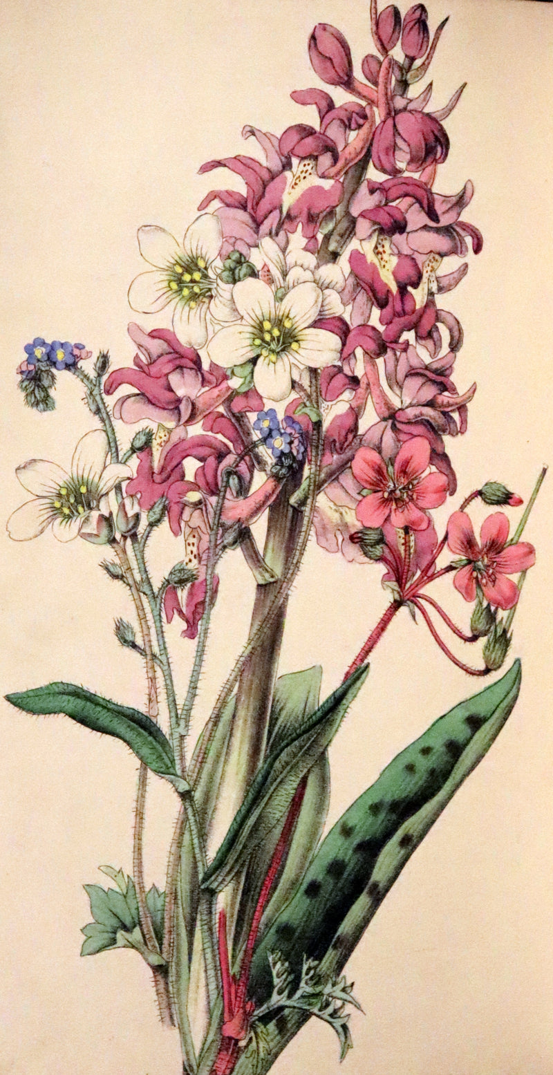 1848 Rare First Edition Set -  Favourite Field Flowers; or, Wild Flowers of England by Robert Tyas.