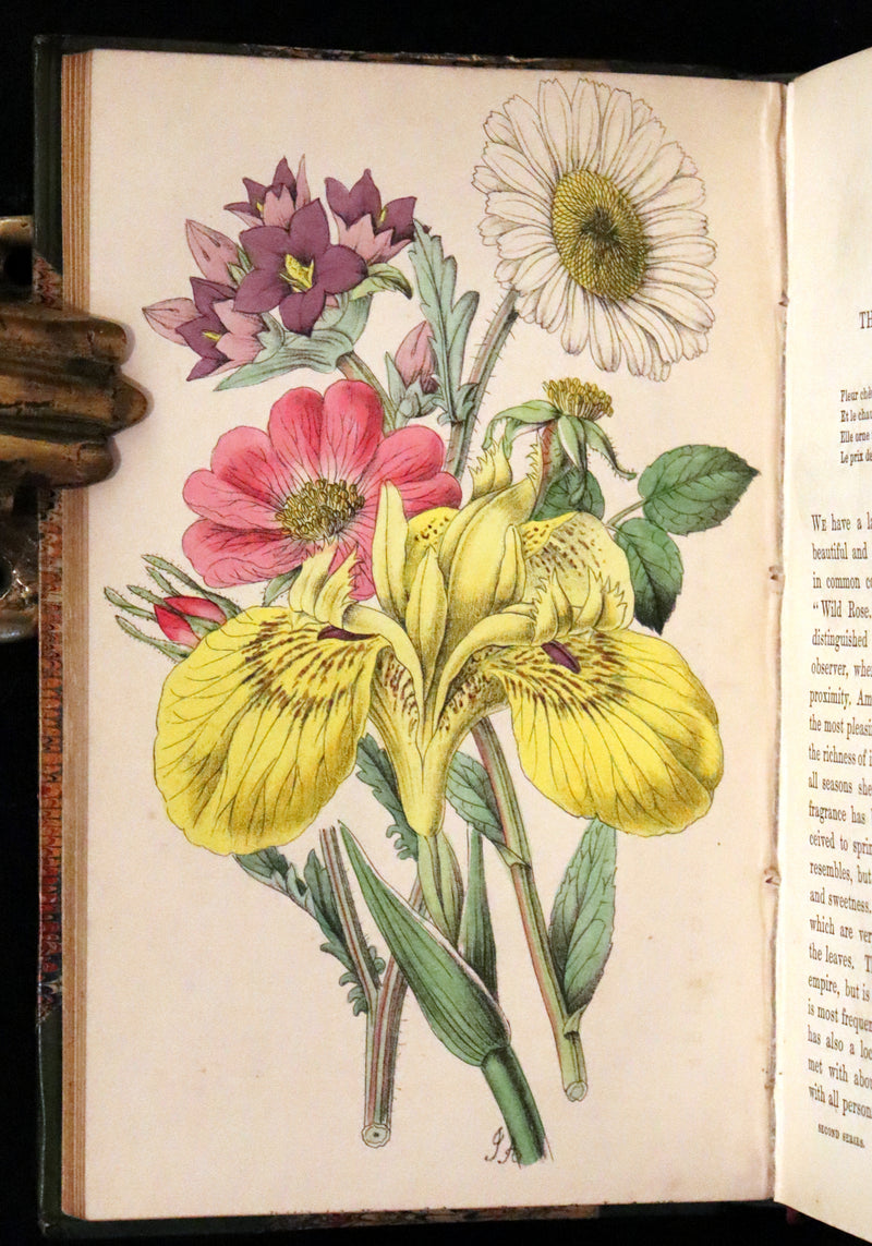 1848 Rare First Edition Set -  Favourite Field Flowers; or, Wild Flowers of England by Robert Tyas.