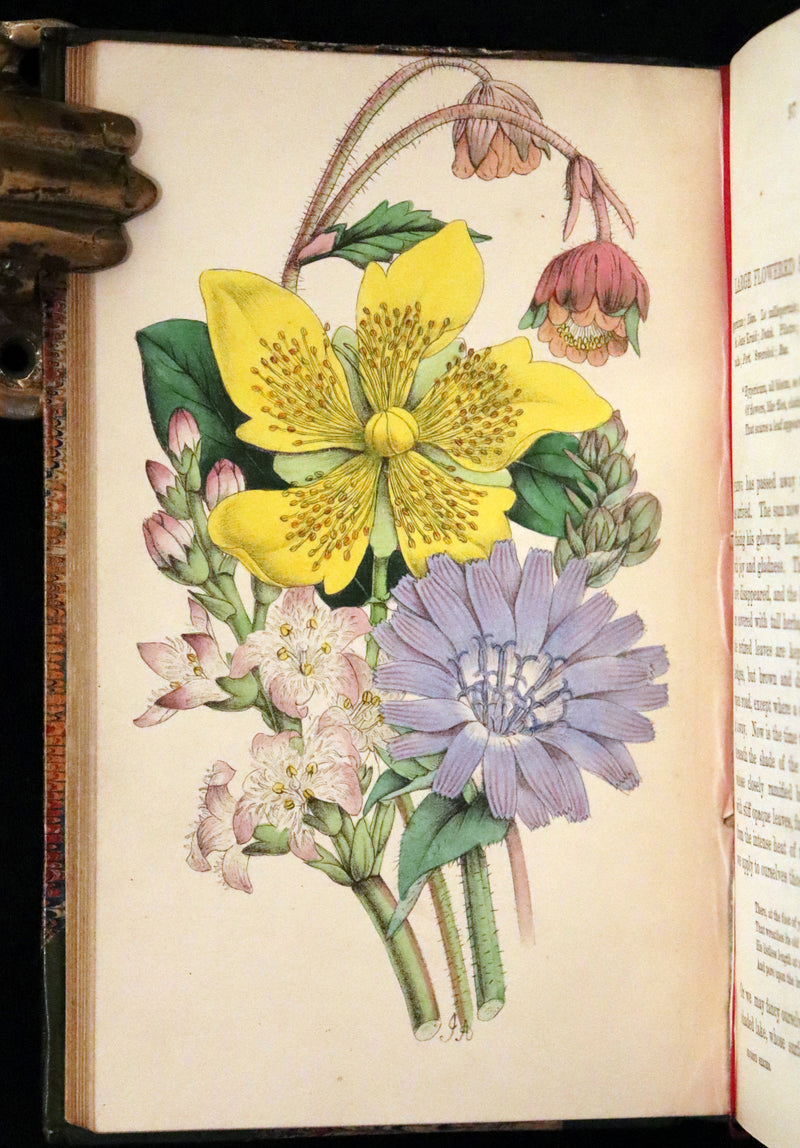 1848 Rare First Edition Set -  Favourite Field Flowers; or, Wild Flowers of England by Robert Tyas.