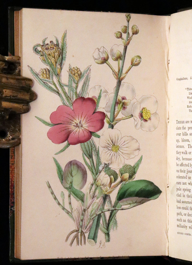 1848 Rare First Edition Set -  Favourite Field Flowers; or, Wild Flowers of England by Robert Tyas.