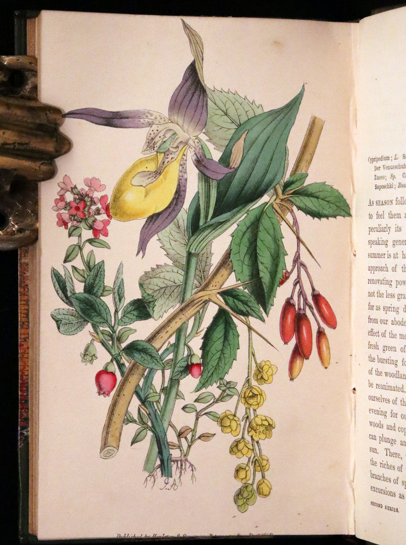 1848 Rare First Edition Set -  Favourite Field Flowers; or, Wild Flowers of England by Robert Tyas.