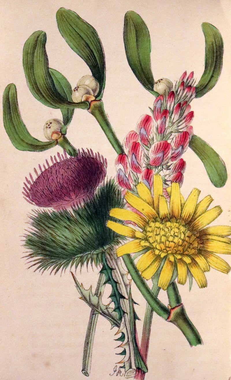 1848 Rare First Edition Set -  Favourite Field Flowers; or, Wild Flowers of England by Robert Tyas.