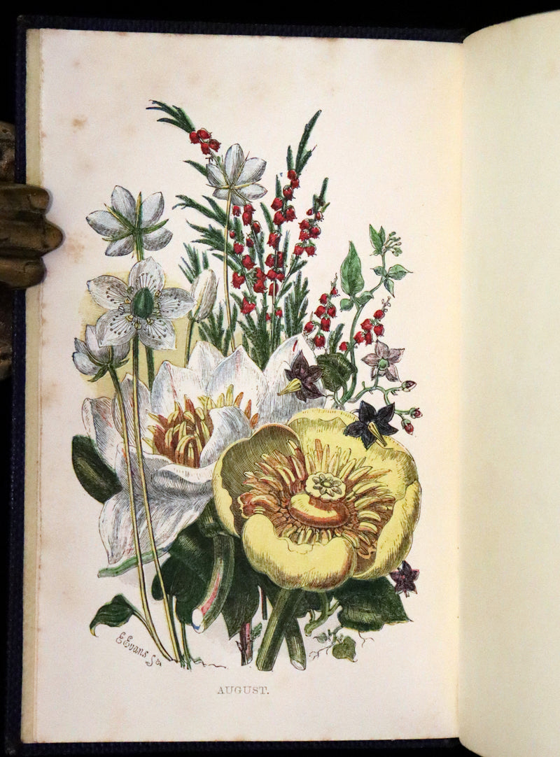 1857 Rare Victorian Book - Wild Flowers and Medicinal Uses, Color Illustrated by Noel Humphreys.