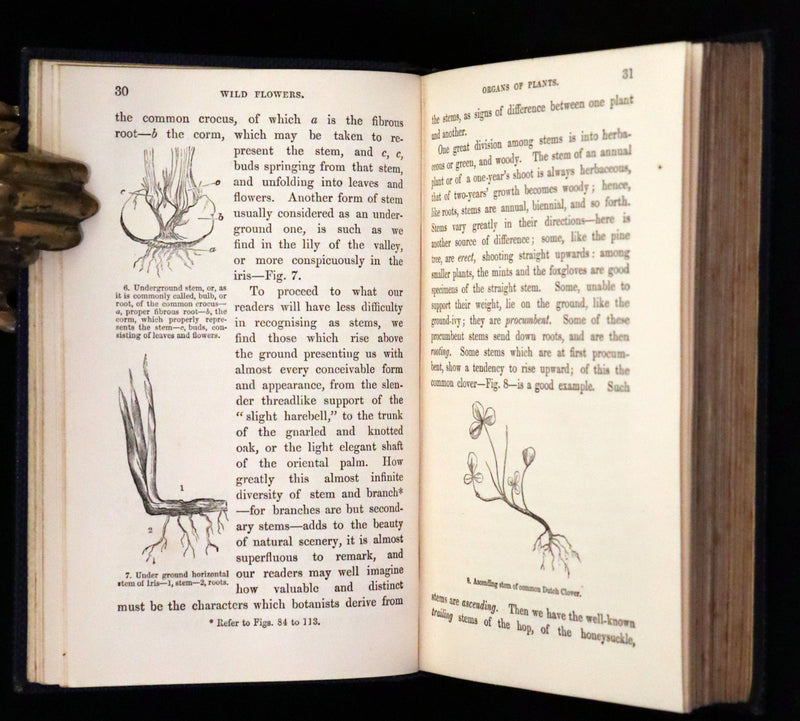1857 Rare Victorian Book - Wild Flowers and Medicinal Uses, Color Illustrated by Noel Humphreys.