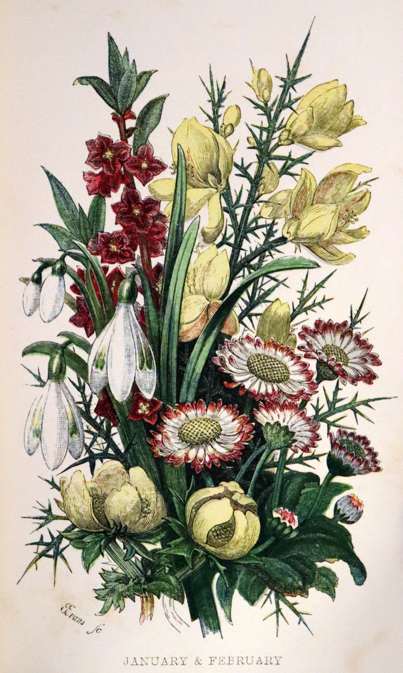 1857 Rare Victorian Book - Wild Flowers and Medicinal Uses, Color Illustrated by Noel Humphreys.